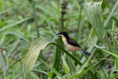 DPPhotography - Pantanal - Black-capped donacobious - H