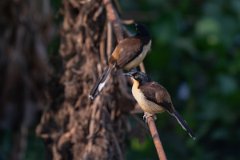 DPPhotography - Pantanal - Black-capped donacobious - I