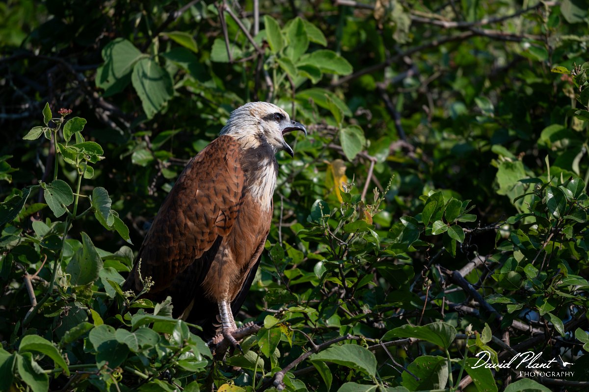 DPPhotography - Pantanal - Black-collared hawk - A.jpg - Black-capped donacobious - Rio São Lourenço, Pantanal, Brazil