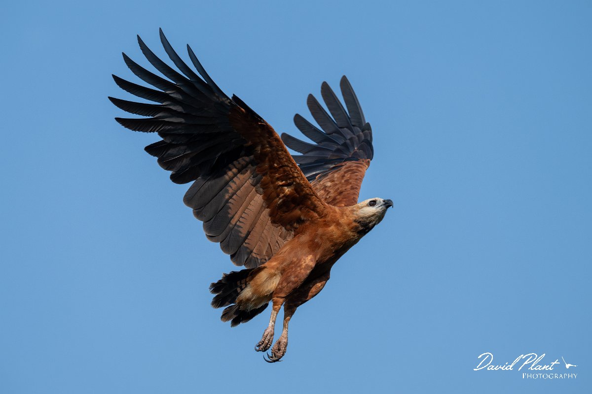 DPPhotography - Pantanal - Black-collared hawk - AC.jpg - Black-capped donacobious - Rio Sararé, Pantanal, Brazil