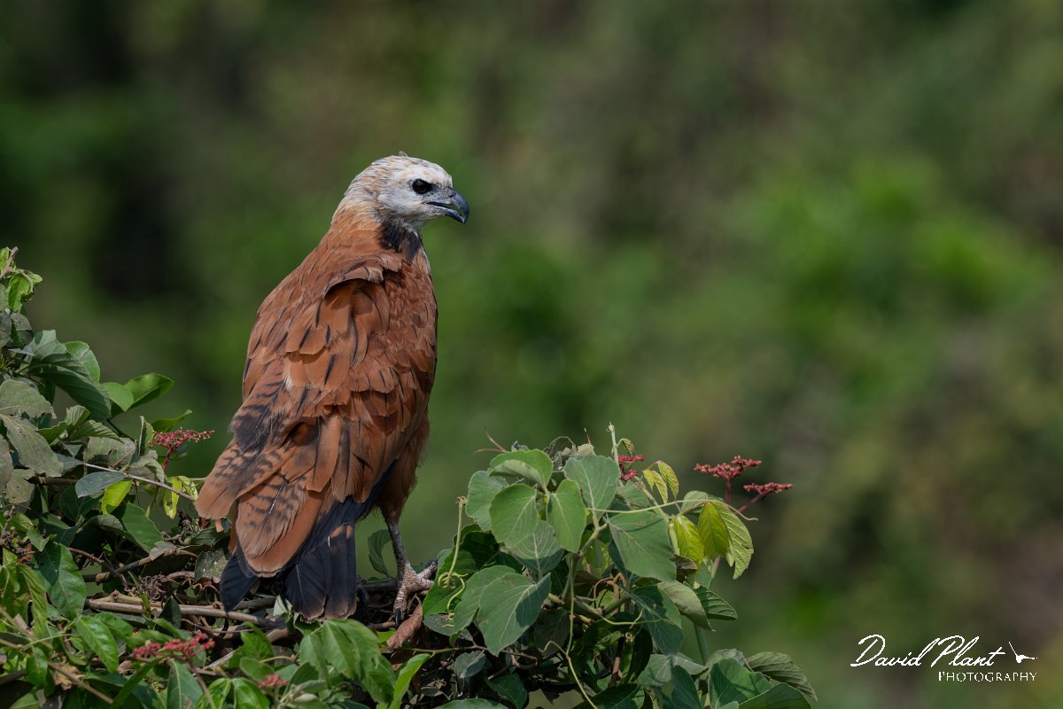 DPPhotography - Pantanal - Black-collared hawk - AD.jpg - Black-capped donacobious - Rio Sararé, Pantanal, Brazil