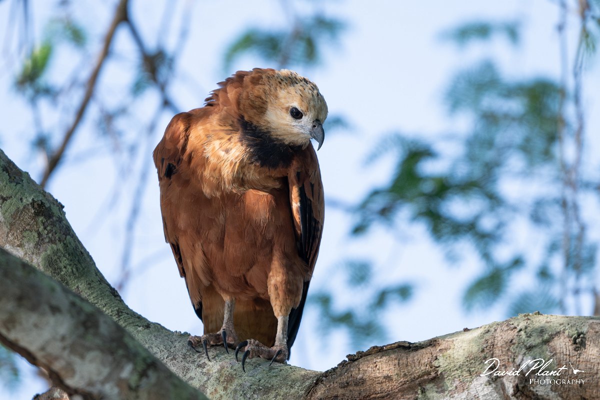 DPPhotography - Pantanal - Black-collared hawk - B.jpg - Black-capped donacobious - Rio São Lourenço, Pantanal, Brazil