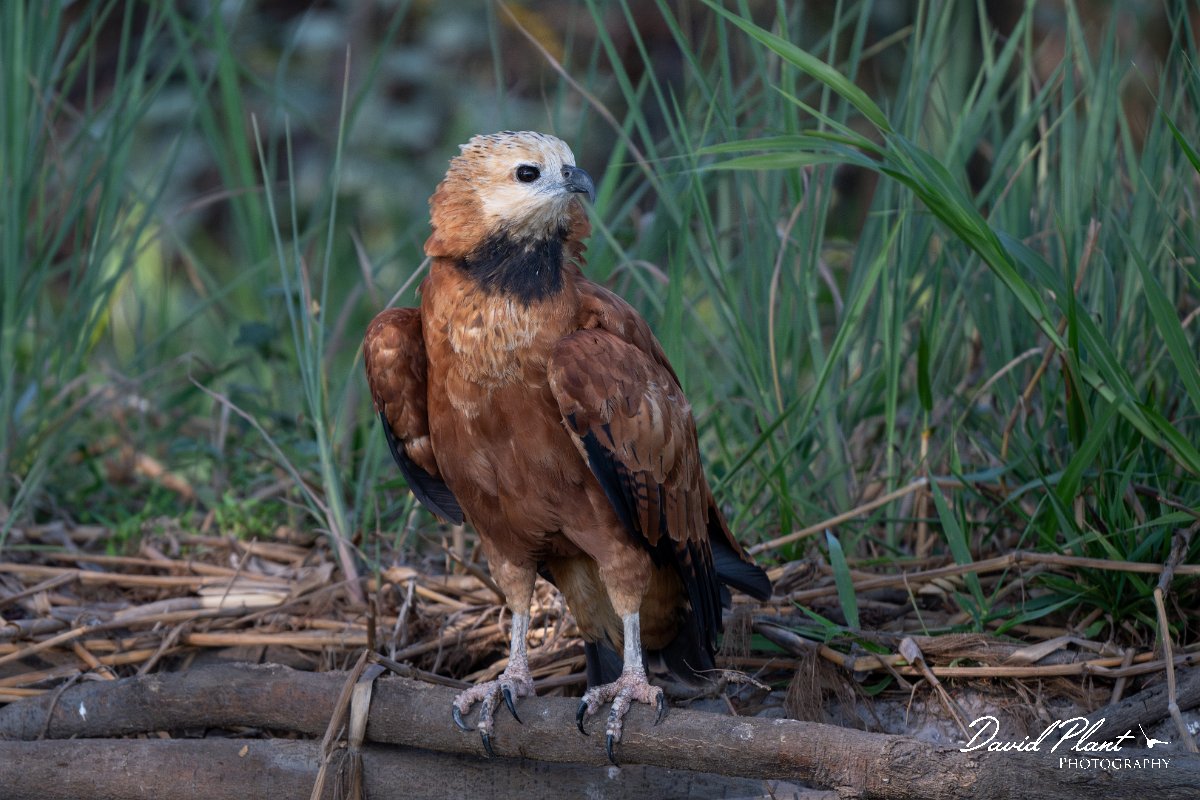 DPPhotography - Pantanal - Black-collared hawk - D.jpg - Black-capped donacobious - Rio São Lourenço, Pantanal, Brazil