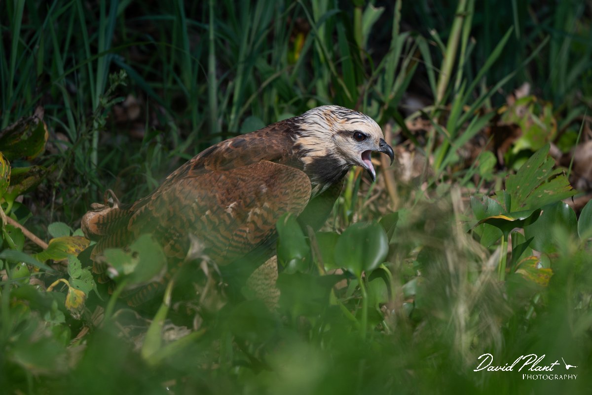 DPPhotography - Pantanal - Black-collared hawk - E.jpg - Black-capped donacobious - Rio São Lourenço, Pantanal, Brazil