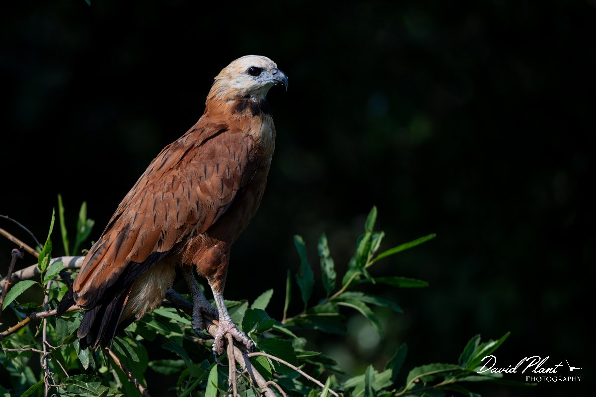 DPPhotography - Pantanal - Black-collared hawk - F.jpg - Black-capped donacobious - Rio São Lourenço, Pantanal, Brazil