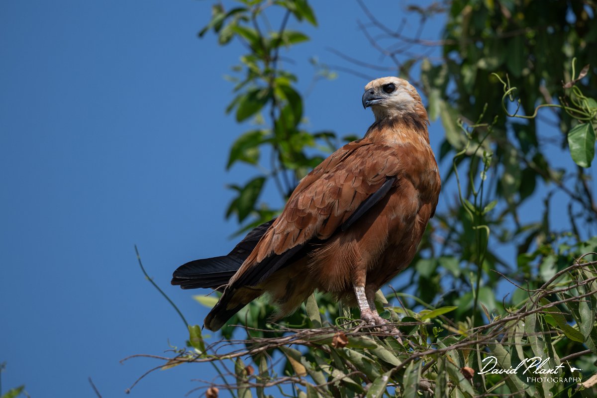 DPPhotography - Pantanal - Black-collared hawk - G.jpg - Black-capped donacobious - Transpantaneira, Brazil