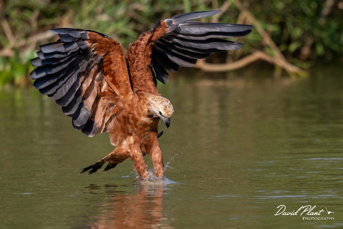DPPhotography - Pantanal - Black-collared hawk - I.jpg - Black-capped donacobious - Rio Sararé, Pantanal, Brazil