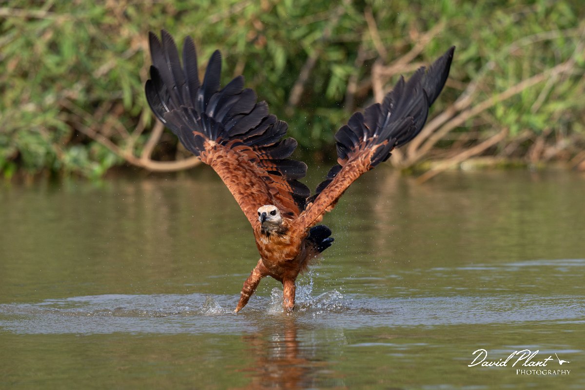 DPPhotography - Pantanal - Black-collared hawk - J.jpg - Black-capped donacobious - Rio Sararé, Pantanal, Brazil