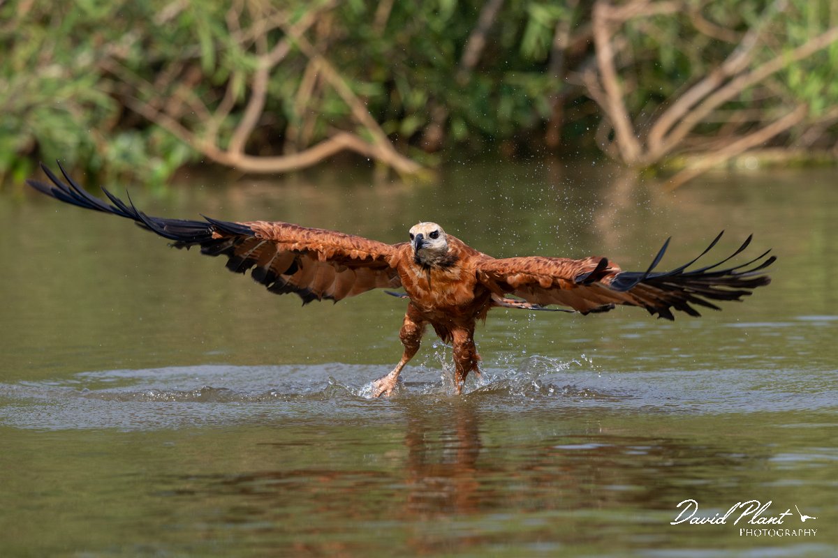 DPPhotography - Pantanal - Black-collared hawk - K.jpg - Black-capped donacobious - Rio Sararé, Pantanal, Brazil