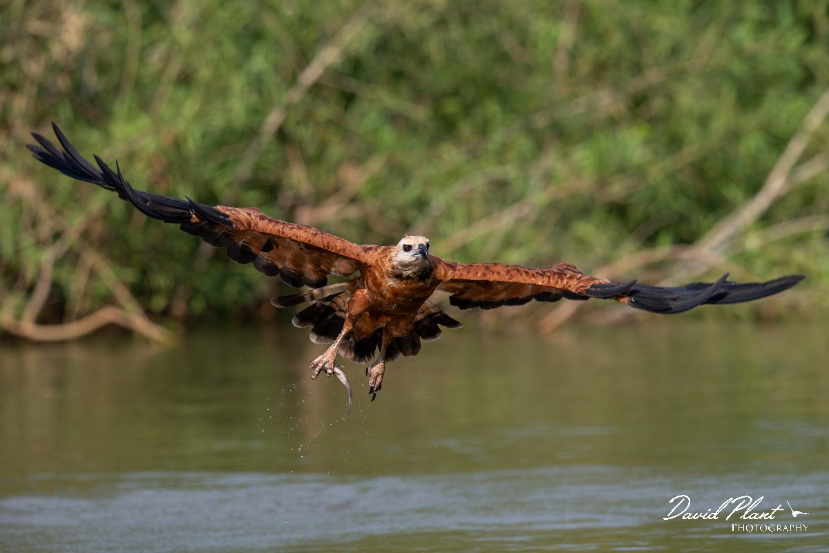 DPPhotography - Pantanal - Black-collared hawk - M.jpg - Black-capped donacobious - Rio Sararé, Pantanal, Brazil
