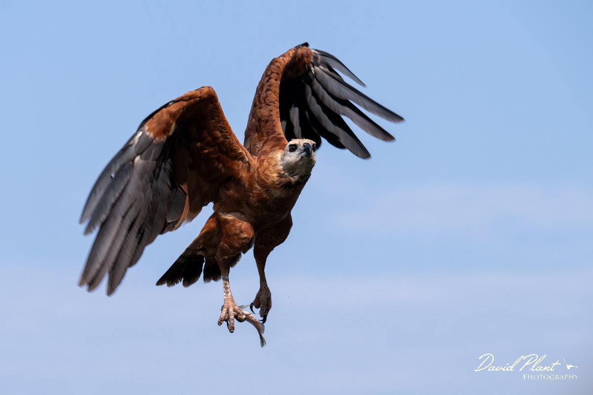 DPPhotography - Pantanal - Black-collared hawk - O.jpg - Black-capped donacobious - Rio Sararé, Pantanal, Brazil