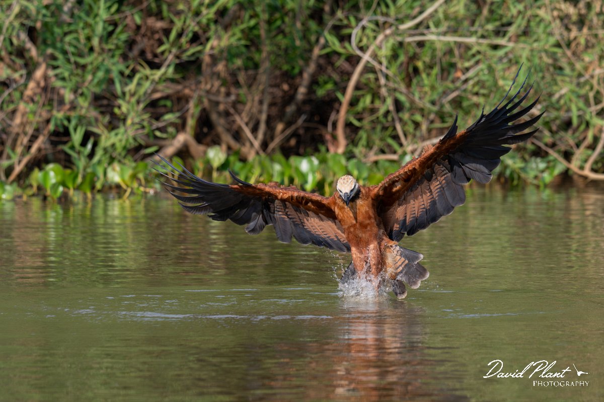 DPPhotography - Pantanal - Black-collared hawk - P.jpg - Black-capped donacobious - Rio Sararé, Pantanal, Brazil