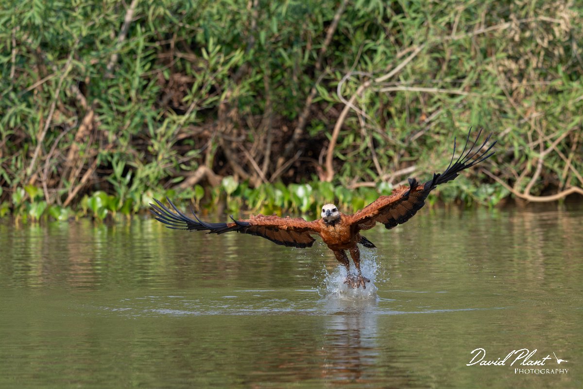 DPPhotography - Pantanal - Black-collared hawk - Q.jpg - Black-capped donacobious - Rio Sararé, Pantanal, Brazil