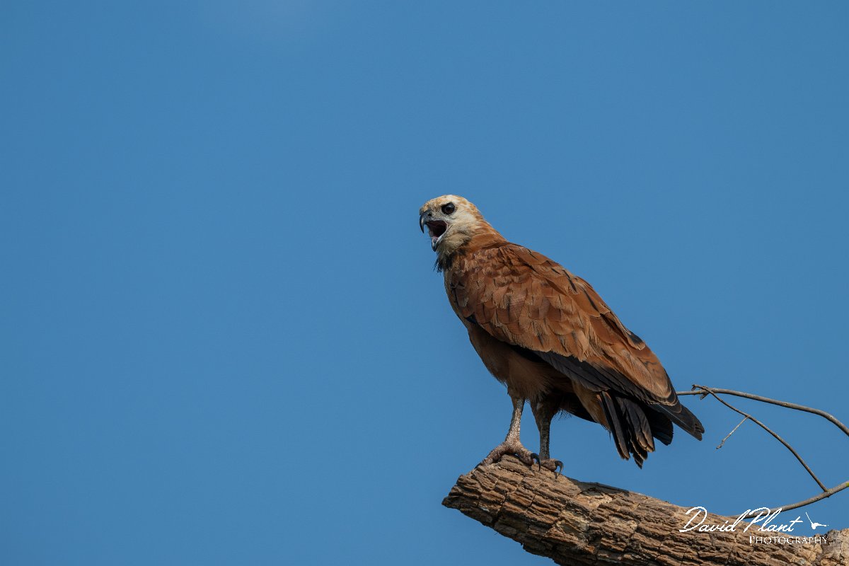 DPPhotography - Pantanal - Black-collared hawk - S.jpg - Black-capped donacobious - Rio Sararé, Pantanal, Brazil