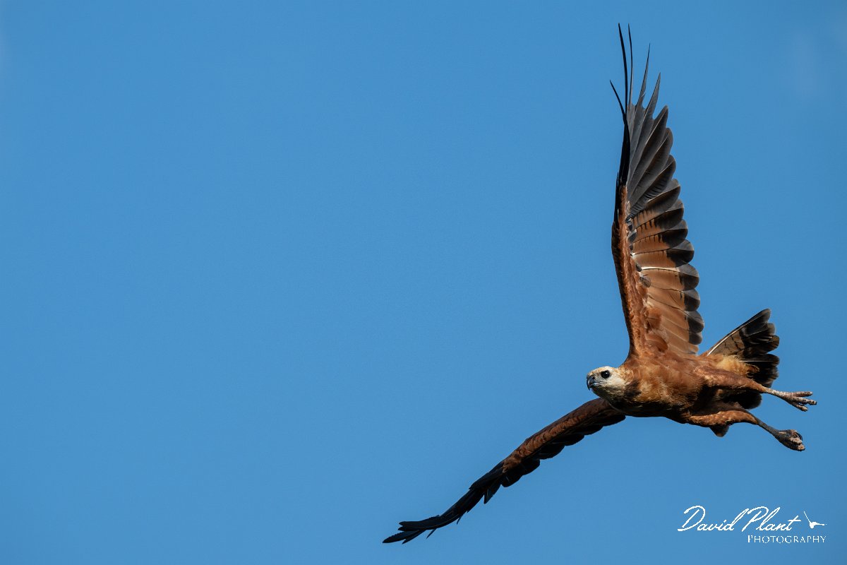 DPPhotography - Pantanal - Black-collared hawk - T.jpg - Black-capped donacobious - Rio Sararé, Pantanal, Brazil