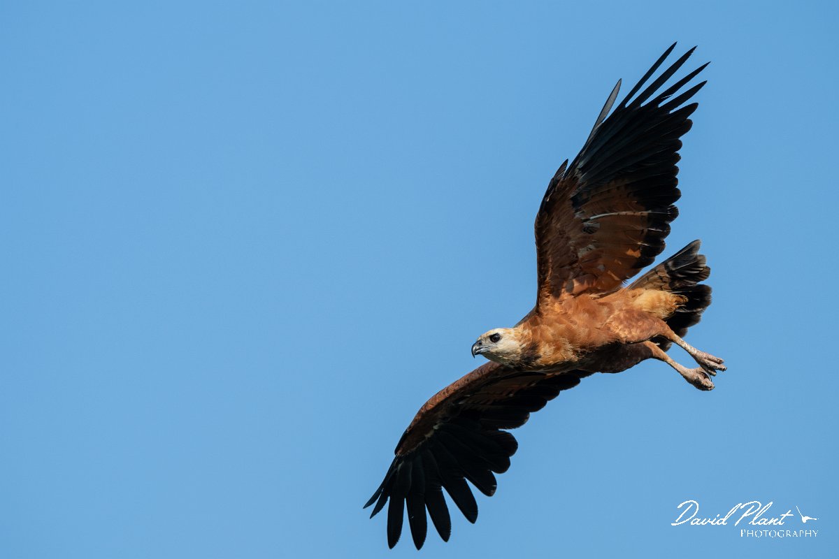 DPPhotography - Pantanal - Black-collared hawk - U.jpg - Black-capped donacobious - Rio Sararé, Pantanal, Brazil