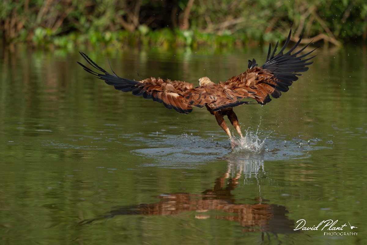 DPPhotography - Pantanal - Black-collared hawk - V.jpg - Black-capped donacobious - Rio Sararé, Pantanal, Brazil