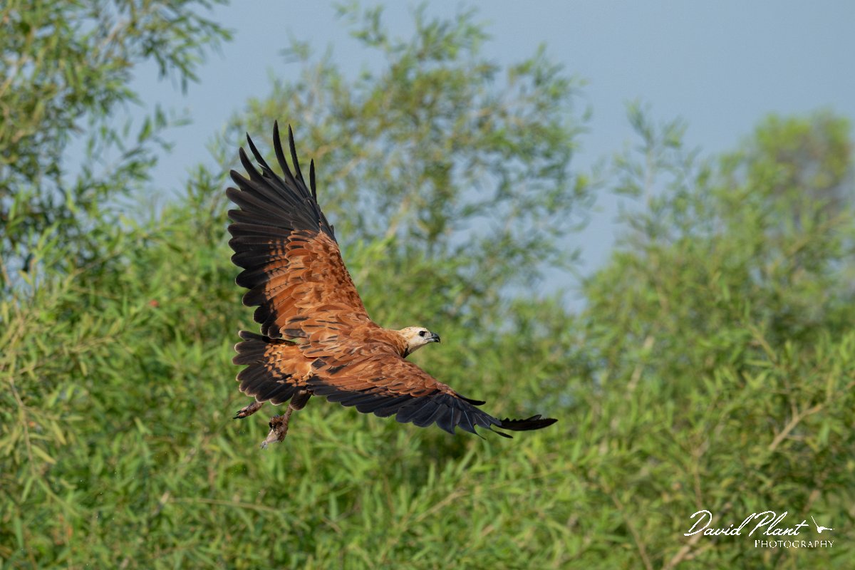DPPhotography - Pantanal - Black-collared hawk - W.jpg - Black-capped donacobious - Rio Sararé, Pantanal, Brazil