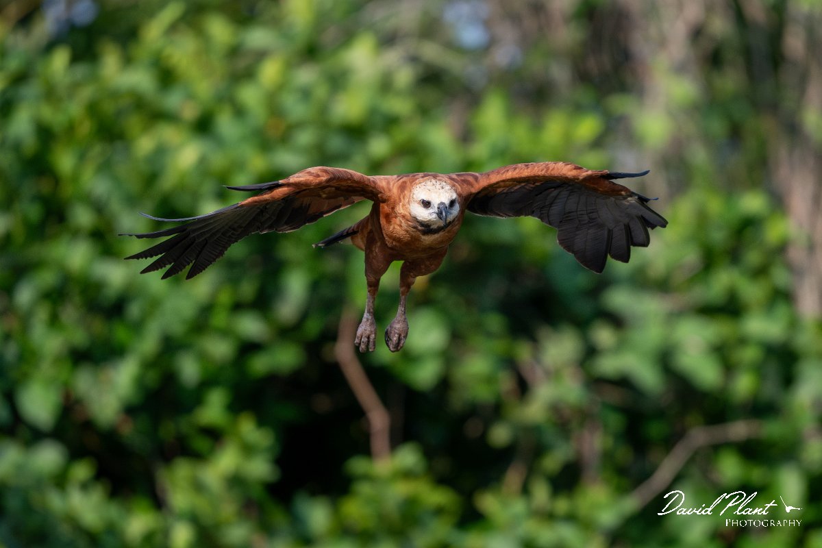 DPPhotography - Pantanal - Black-collared hawk - X.jpg - Black-capped donacobious - Rio Sararé, Pantanal, Brazil