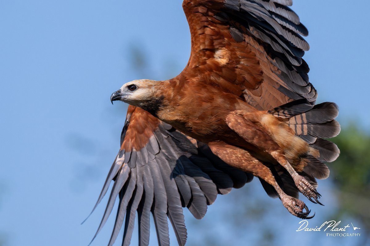 DPPhotography - Pantanal - Black-collared hawk - Y.jpg - Black-capped donacobious - Rio Sararé, Pantanal, Brazil