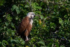 DPPhotography - Pantanal - Black-collared hawk - A