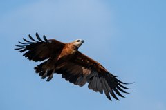 DPPhotography - Pantanal - Black-collared hawk - AA