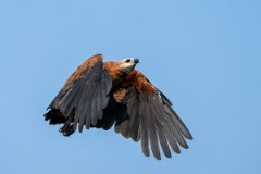 DPPhotography - Pantanal - Black-collared hawk - AB
