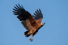 DPPhotography - Pantanal - Black-collared hawk - AC