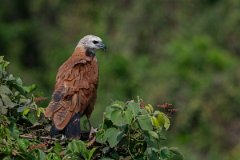 DPPhotography - Pantanal - Black-collared hawk - AD