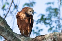 DPPhotography - Pantanal - Black-collared hawk - B