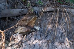 DPPhotography - Pantanal - Black-collared hawk - C