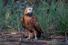 DPPhotography - Pantanal - Black-collared hawk - D