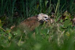 DPPhotography - Pantanal - Black-collared hawk - E