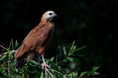 DPPhotography - Pantanal - Black-collared hawk - F