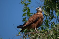 DPPhotography - Pantanal - Black-collared hawk - G