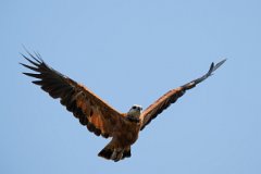 DPPhotography - Pantanal - Black-collared hawk - H