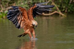 DPPhotography - Pantanal - Black-collared hawk - I