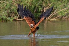 DPPhotography - Pantanal - Black-collared hawk - J