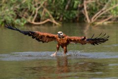 DPPhotography - Pantanal - Black-collared hawk - K