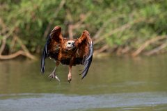 DPPhotography - Pantanal - Black-collared hawk - L