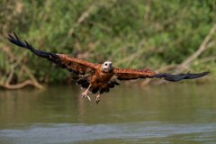 DPPhotography - Pantanal - Black-collared hawk - M