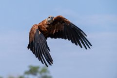 DPPhotography - Pantanal - Black-collared hawk - N