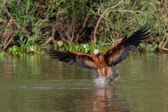 DPPhotography - Pantanal - Black-collared hawk - P
