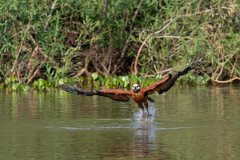 DPPhotography - Pantanal - Black-collared hawk - Q