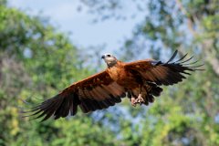 DPPhotography - Pantanal - Black-collared hawk - R
