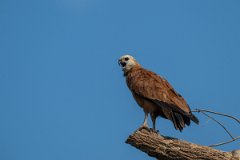 DPPhotography - Pantanal - Black-collared hawk - S