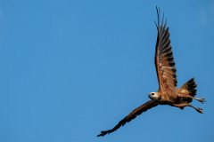 DPPhotography - Pantanal - Black-collared hawk - T
