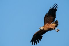 DPPhotography - Pantanal - Black-collared hawk - U