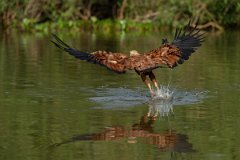 DPPhotography - Pantanal - Black-collared hawk - V