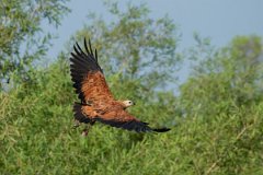 DPPhotography - Pantanal - Black-collared hawk - W